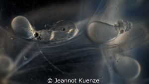 Two stages of development of SQUID are visible in the pic... by Jeannot Kuenzel 